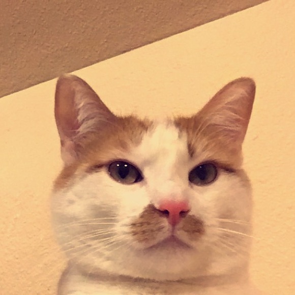 Meet your Posher, Reyanna - Picture 1 of 1